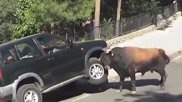 Vidéo: Un taureau attaque un 4×4 lors d’une Feria