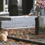 648x415_roubaix-le-7-novembre-2014-illustration-d-un-cimetiere-avec-un-chat