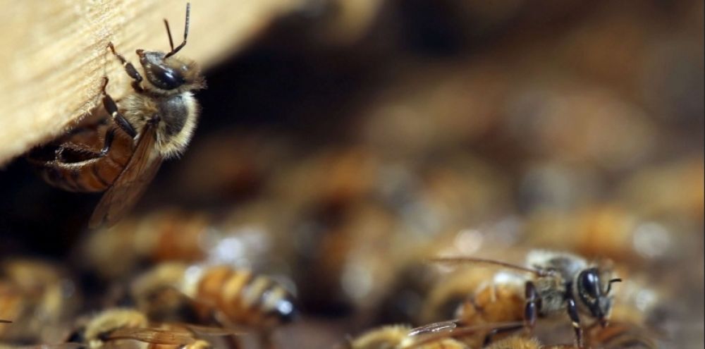 Tambacounda : 2 personnes tuées par des abeilles