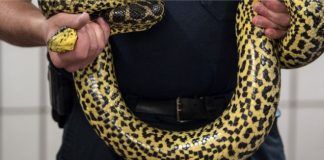 Indonésie : pour obtenir des aveux, la police utilise un serpent face aux suspects