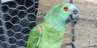 Un perroquet arrêté pour avoir compromis une opération de la police