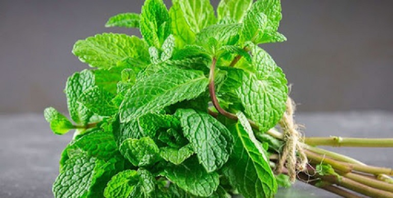Les étonnants bienfaits de la menthe