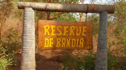 Sindia : 556 ha soutirés de la forêt classée de Bandia