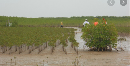 Ziguinchor : 30 millions F CFA des Eaux et Forêts pour la restauration de la Mangrove