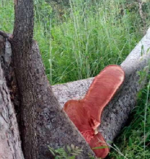Trafic de bois : 2 troncs et du matériels de coupe saisis à Kandiadiou