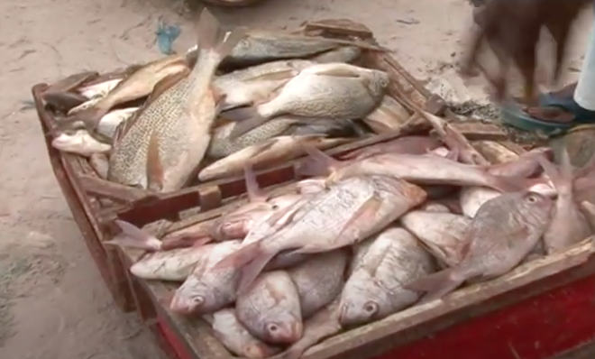 Abdoulaye Diouf Sarr : «La maladie n’est pas contagieuse, les Sénégalais peuvent manger du poisson»