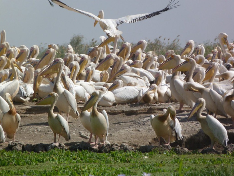 Parc de Dioudj : La grippe aviaire cause la mort de 750 pélicans
