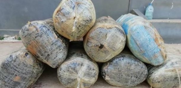 Thiès : 240 kg de cannabis saisies par la brigade de stupéfiants