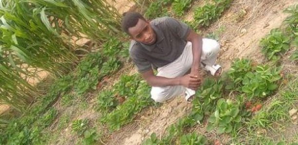 Société : Salif Bâ, le jeune Sénégalais cultivateur de fraise devenu millionnaire