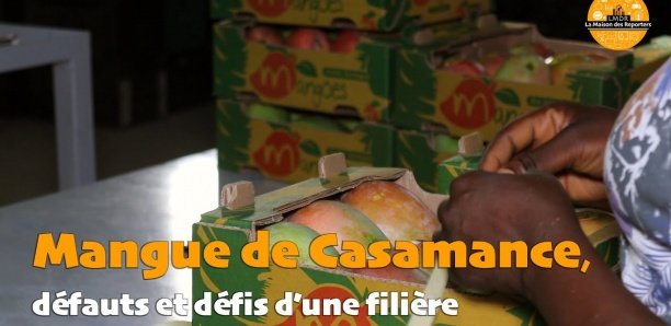 Mangue de Casamance : Handicaps et défis d&rsquo;une filière