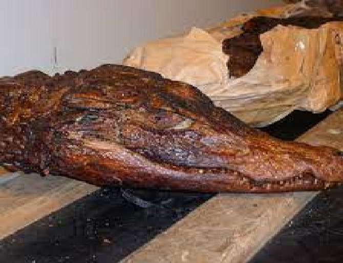 Saisie de viande de crocodile et de peaux de léopards: suite à l&rsquo;Opération de la Direction des Parcs nationaux de Tambacounda