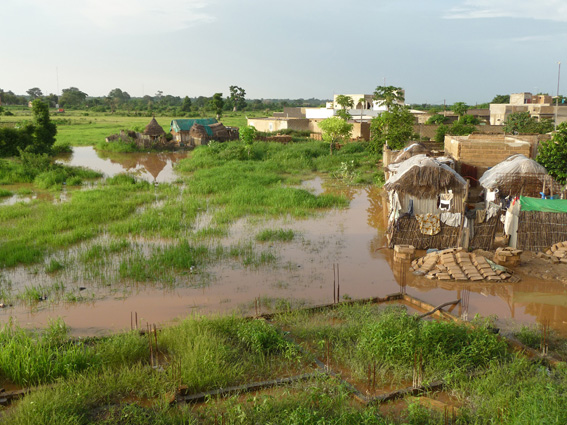 Débordement du fleuve Sénégal : plus de 84ha de riz inondés, 450 tonnes de paddy en ruines
