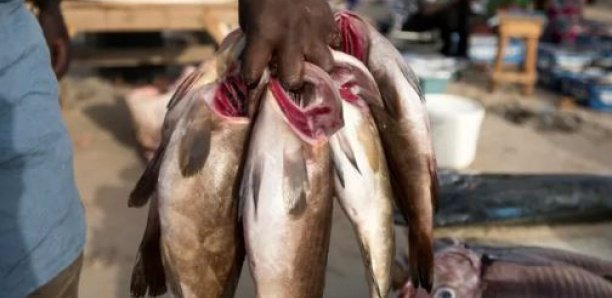 Kolda : Des voleurs de poissons abattent deux pêcheurs sur la rive du fleuve Kayanga