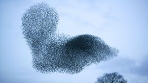 © Ashley Cooper, Getty Images / Pourquoi les oiseaux volent-ils en groupe ?