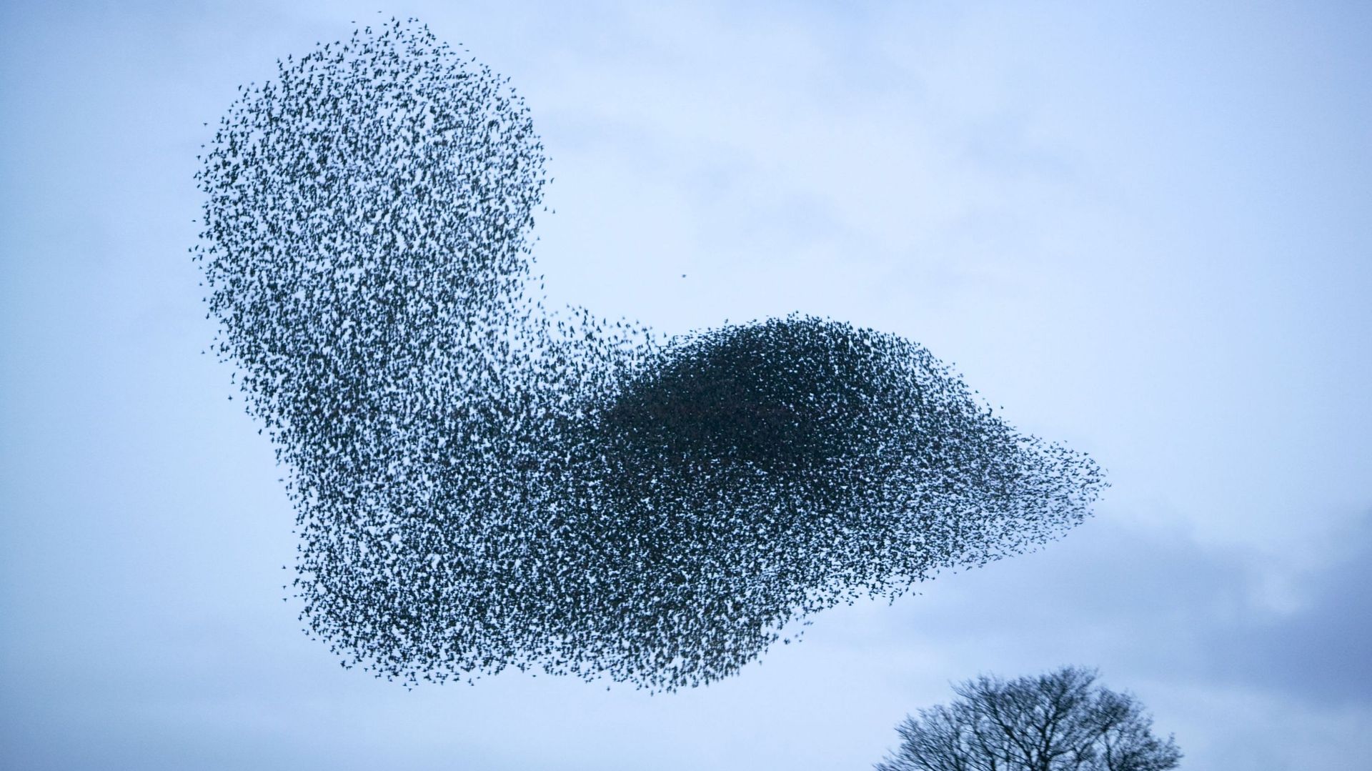 Science: Pourquoi les oiseaux volent-ils en groupe ?