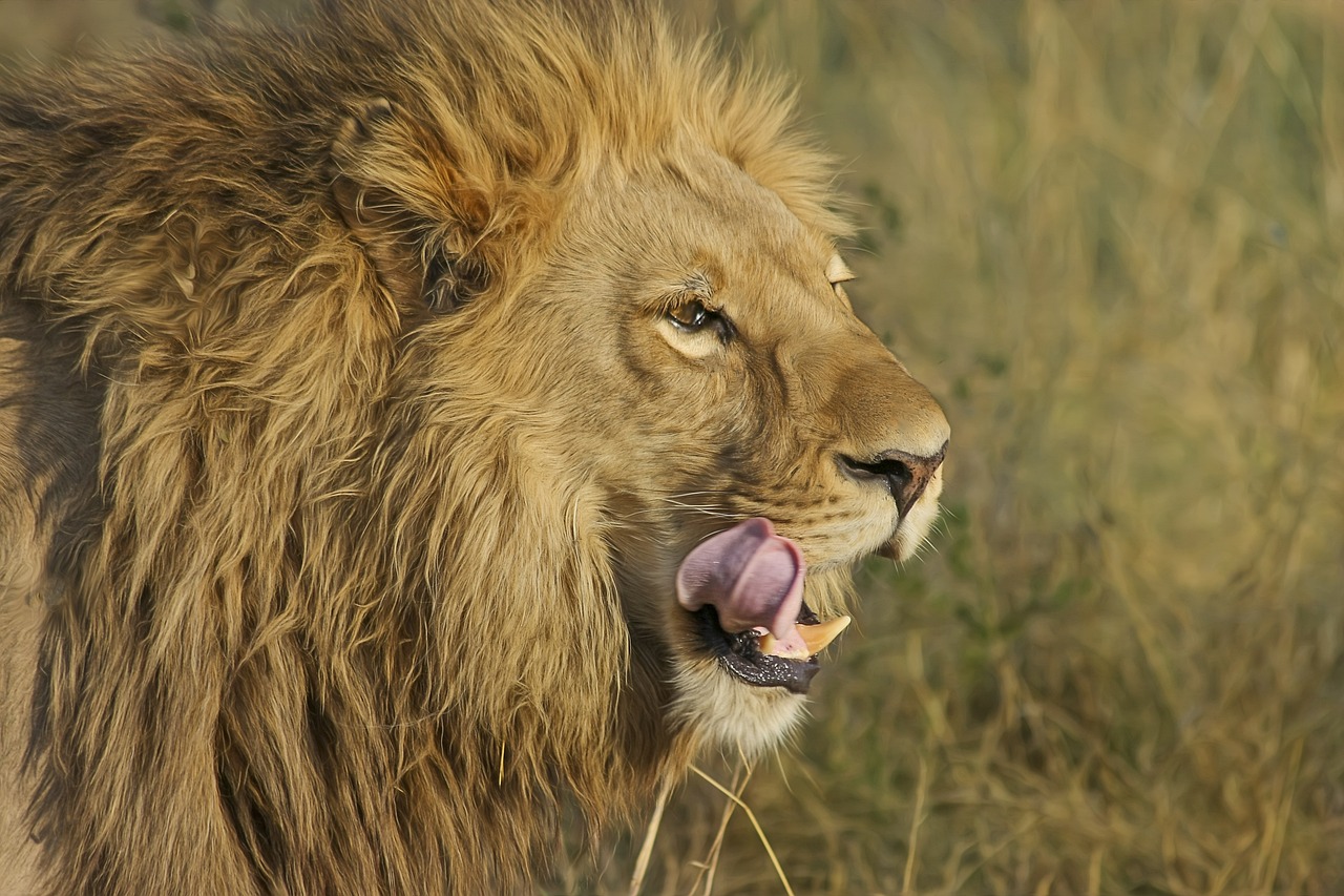 Insolite: Cinq lions d’afrique s&rsquo;échappent de leur enclos dans un zoo australien