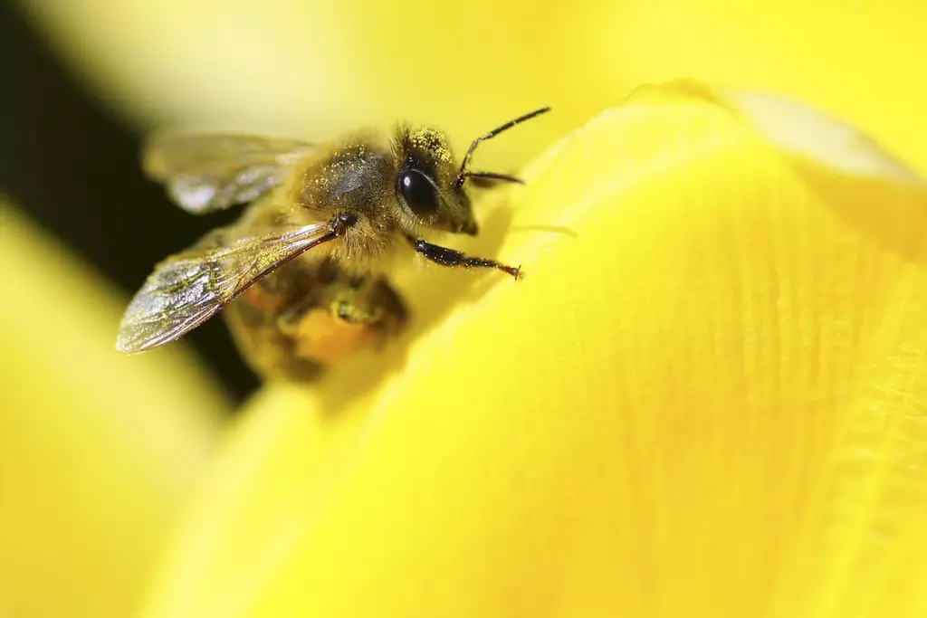 Abeilles électriques