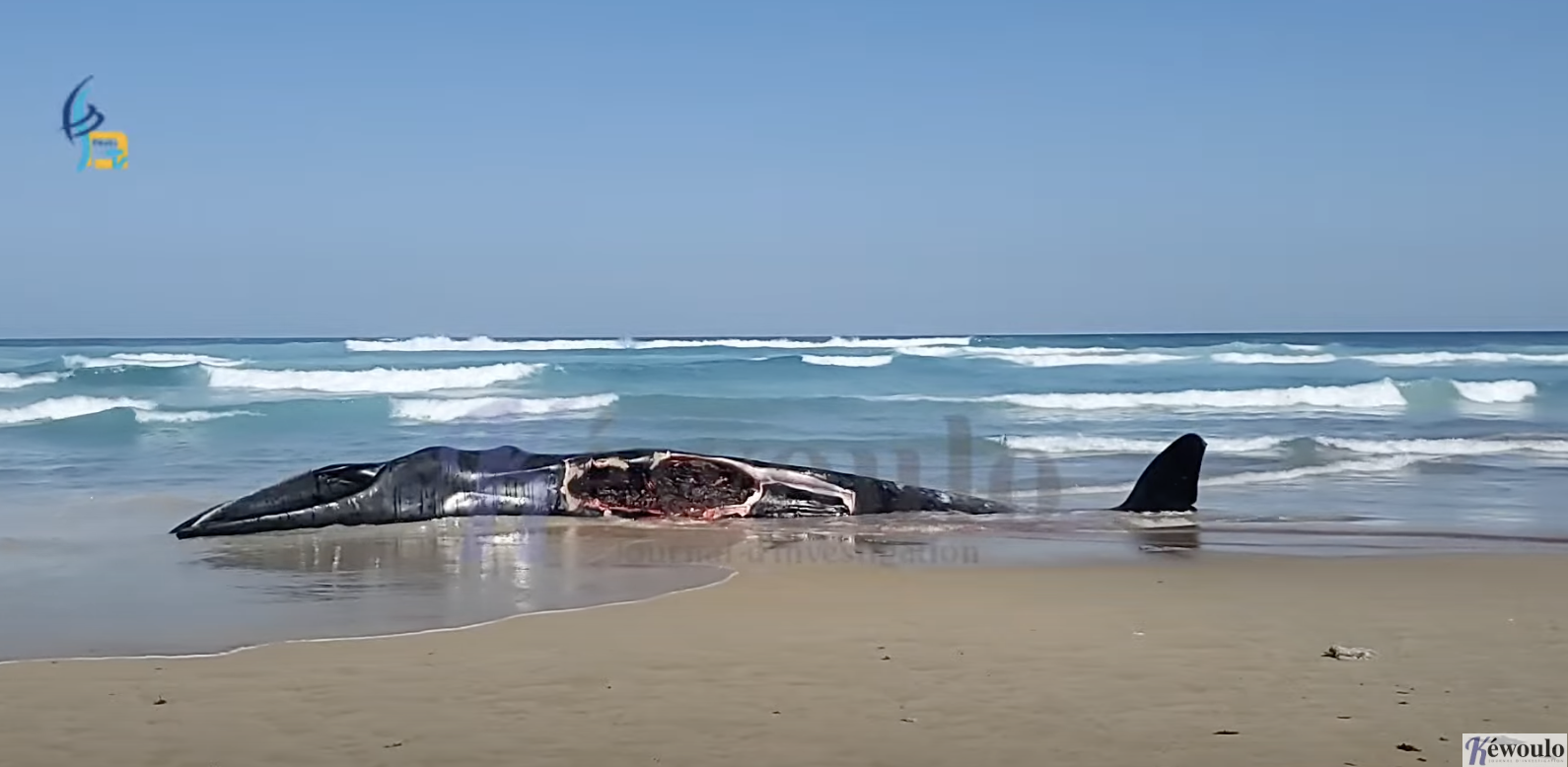 Société : Un gros poisson s&rsquo;échoue sur la plage de Diamalaye