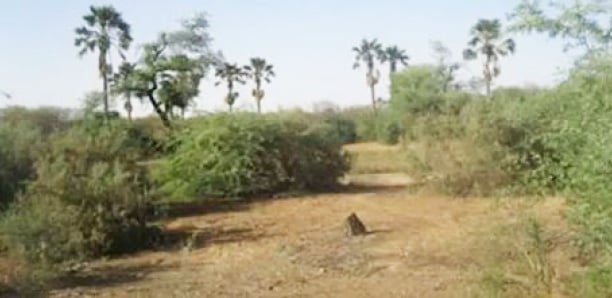 Forêt de Saly : Le Collectif de Saly invite la mairie à révoquer les autorisations de construire…..