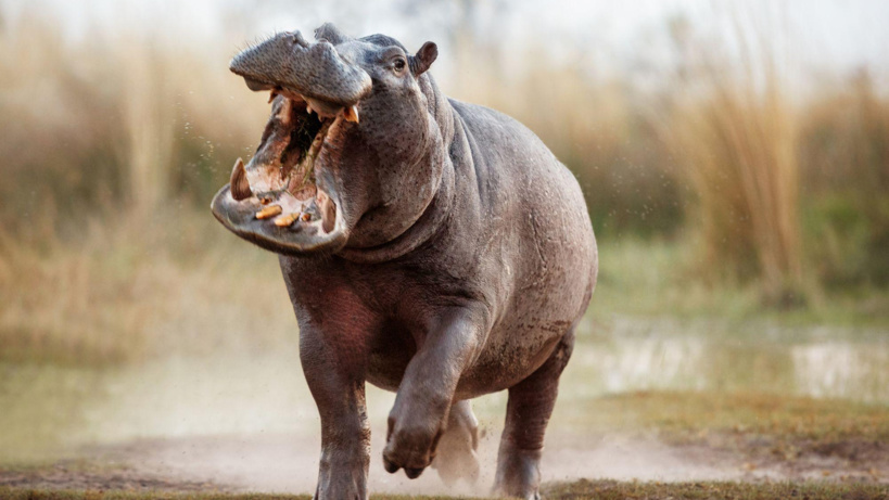 Thilogne : Un hippopotame blesse un homme âgé avant d&rsquo;être abattu