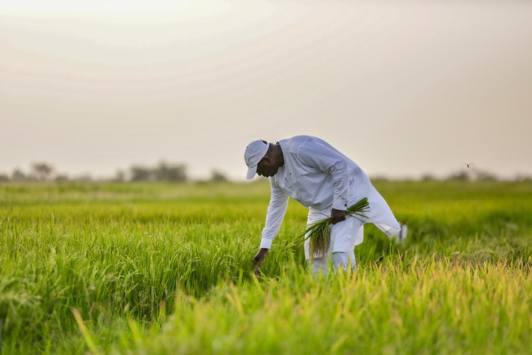 Sénégal: Emploi et chômage : les derniers chiffres connus…..
