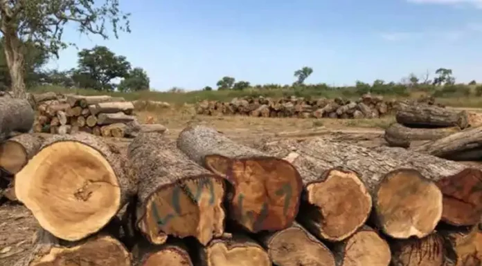 Un trafic transfrontalier de bois démantelé à Makacolibantang dans la région de Tambacounda….