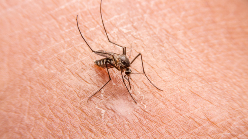 ​Épidémie de chikungunya : Plus de 100 cas dans la région depuis Kédougou