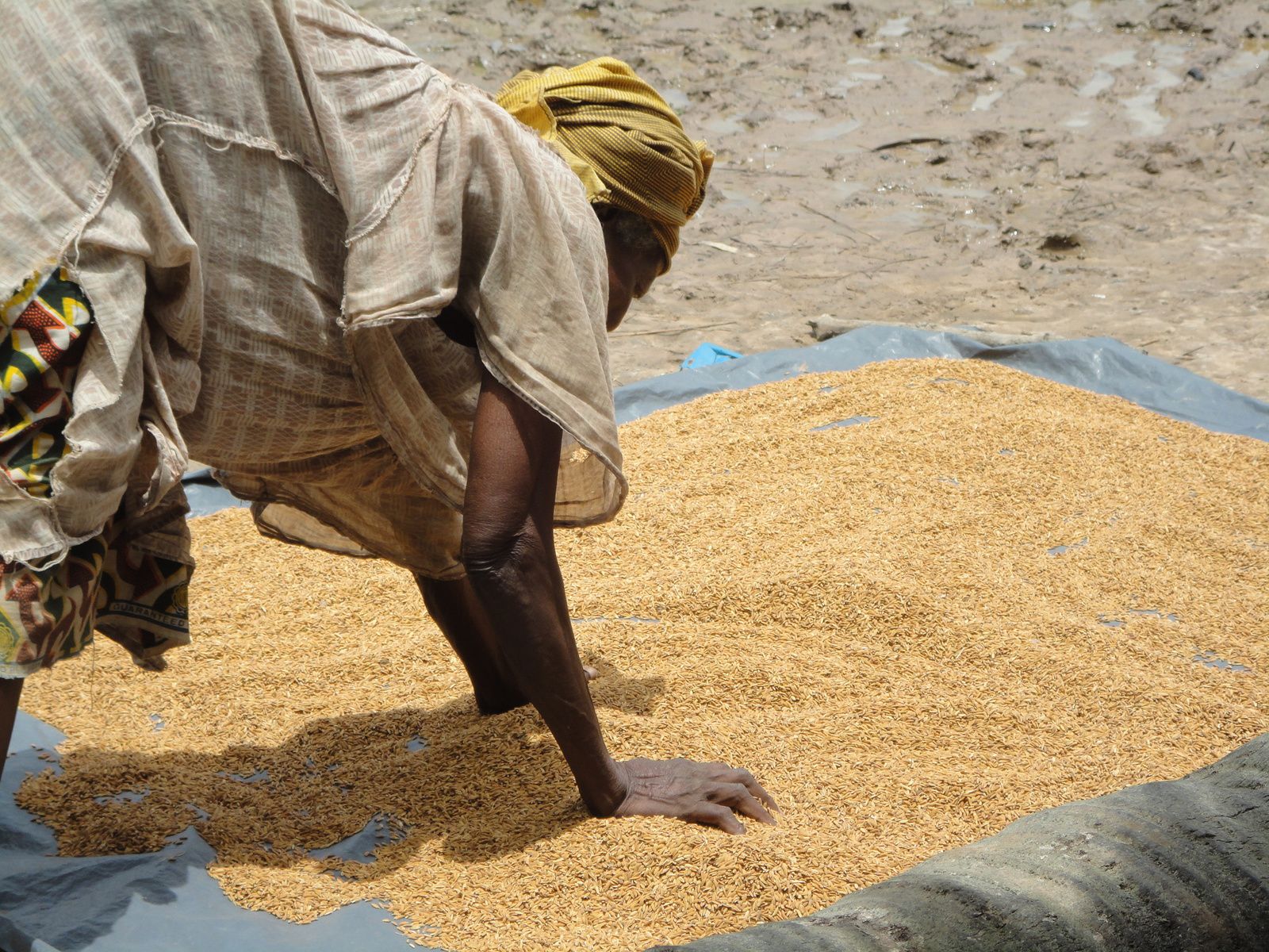 Contribution : L’étouffement économique de Ziguinchor( Par Prof Mary Teuw Niane)