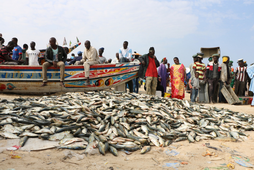 Crise des ressources halieutiques : Les acteurs de la pêche tirent la sonnette d&rsquo;alarme