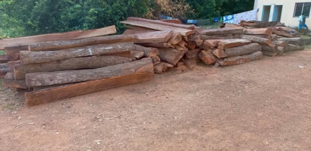 Trafic et coupe illicite de bois à Kédougou : Quatre individus de nationalité guinéenne placés sous mandat de dépôt