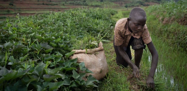 Travail des enfants : 2000 groupes de travailleurs identifiés dans 19 pays d&rsquo;Afrique