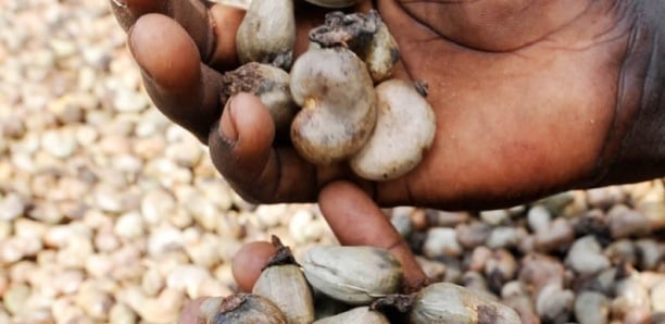 Les producteurs d&rsquo;Anacarde tablent sur 160 000 tonnes cette année