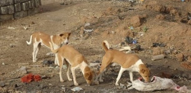 Bignona : Les populations alertent sur la présence de meutes de chiens errants dans les cimetières