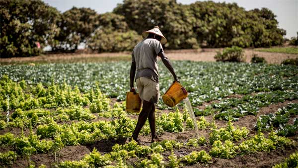 Indemnisation des agriculteurs : Un soulagement pour les régions de Tambacounda, Kédougou et Kolda