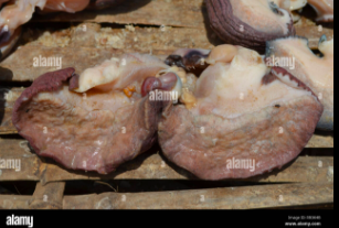 Casamance :Des fruits de mer traditionnels préférés des Sénégalais est en voie de disparition