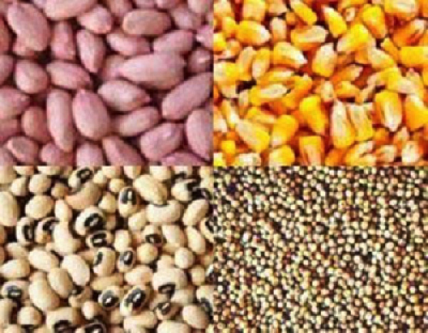Campagne agricole 2024 : le prix des semences d’arachide fixé entre 225 et 325 FCFA le Kg
