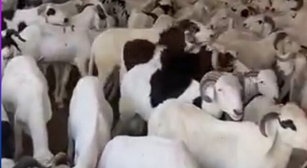 TOUBA: Les Baayfaal donnent 1158 moutons bien lavés et bien parfumés au Khalife Général des Mourides