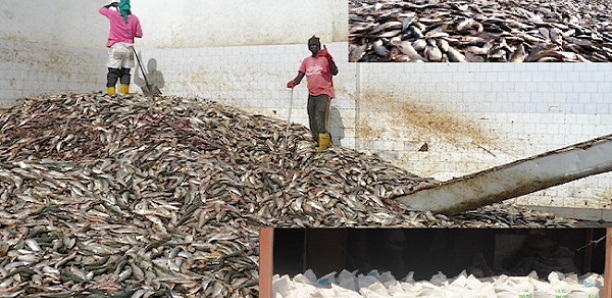 La présence d&rsquo;usines de farine de poisson au Sénégal suscite une vive polémique