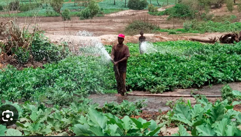 Les producteurs agricoles et fournisseurs de la zone des Niayes ont fait face à la presse, pour exprimer leurs préoccupations pour …