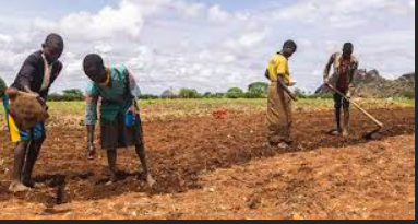 Changement climatique : Gandiol, un grenier agricole menacé de disparition par le …