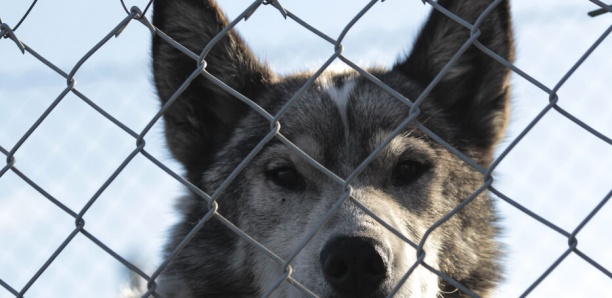 France : un nourrisson de cinq jours tué par le chien de sa grand-mère