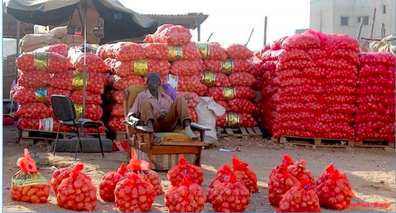 Protection du marché intérieur : 150 conteneurs d&rsquo;oignon bloqués au Port de Dakar au profit de la production locale et …