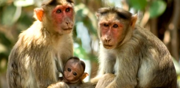 États-Unis: 43 singes s&rsquo;échappent d&rsquo;un laboratoire