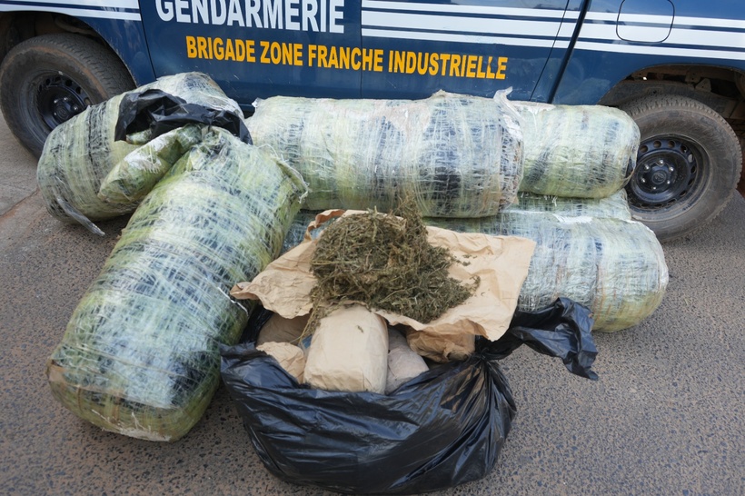 Keur Massar : Saisie importante de 667 kg de chanvre indien par la gendarmerie