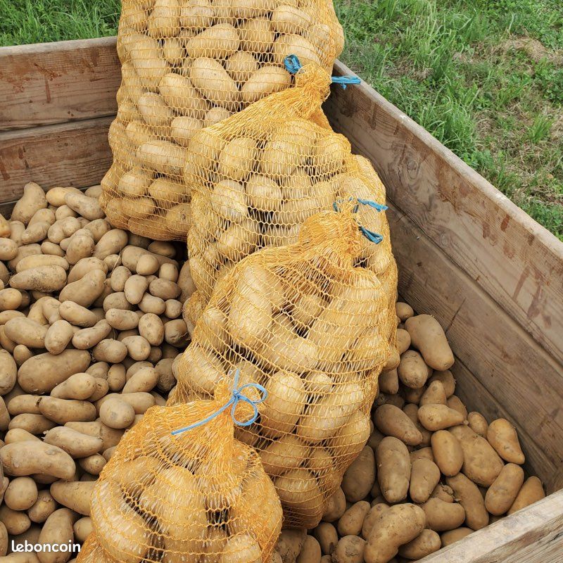 Thiès : A. Bâ écope 5 ans de réclusion criminelle pour avoir tué son camarade pour un sac de pomme de terre