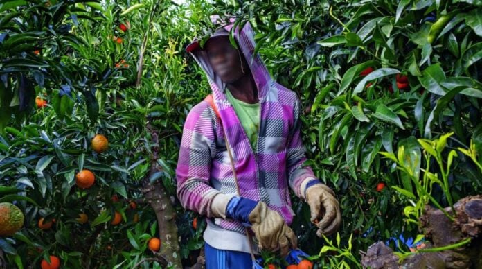 Sénégalais en Espagne : quand la régularisation se paie au prix de l’exploitation