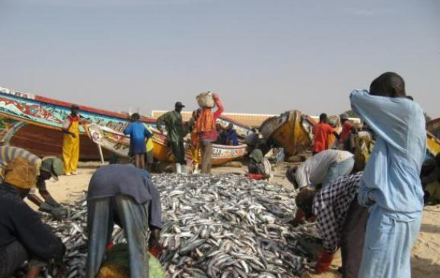 À Kayar, une révolution bleue : les pêcheurs saluent un tournant historique