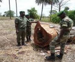 Tambacounda : Un tournant décisif pour une exploitation forestière responsable
