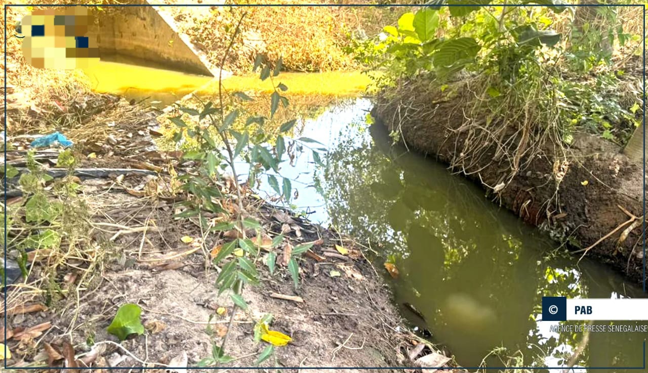 Thiès : Transformer les eaux usées en or vert pour une agriculture durable