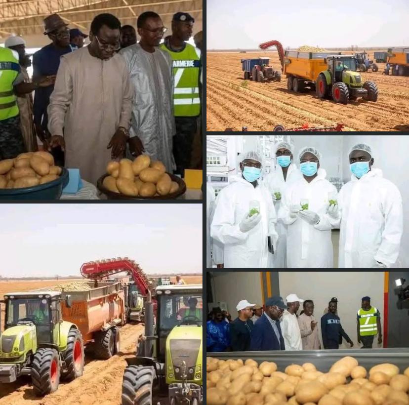 Souveraineté Alimentaire : Le Sénégal muscle son stockage avec une chambre froide de 15 000 tonnes